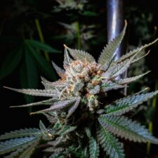 SEO Agency for CBD Industry in 2026: What “Industry Expertise” Actually Means When Every Agency Claims It
